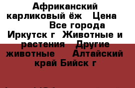 Африканский карликовый ёж › Цена ­ 6 000 - Все города, Иркутск г. Животные и растения » Другие животные   . Алтайский край,Бийск г.